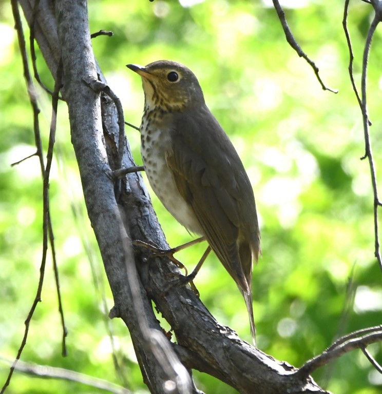 Swainson's Thrush - Steve Davis