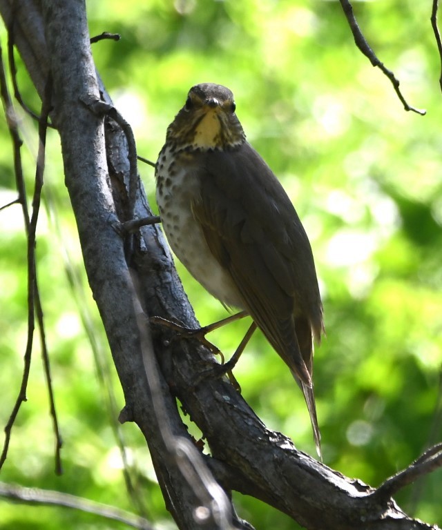 Swainson's Thrush - ML153899211