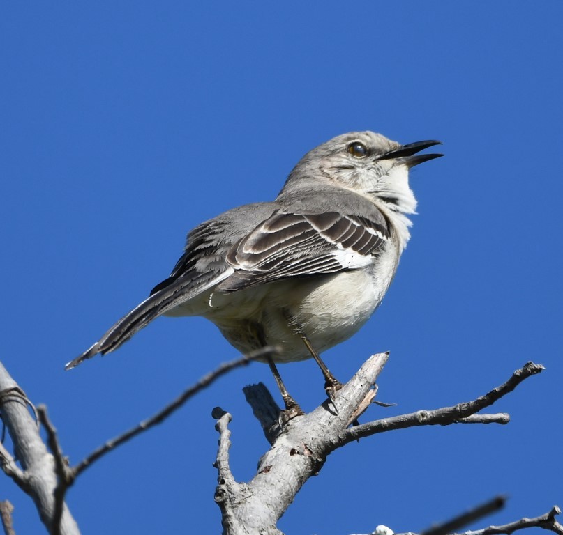 Northern Mockingbird - ML153899231