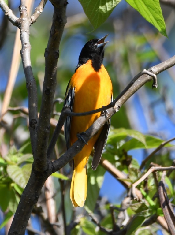 Baltimore Oriole - ML153899401