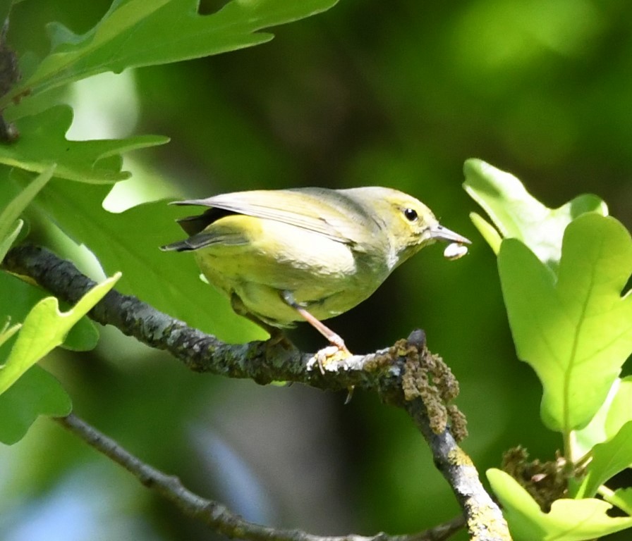 Orange-crowned Warbler - ML153899501