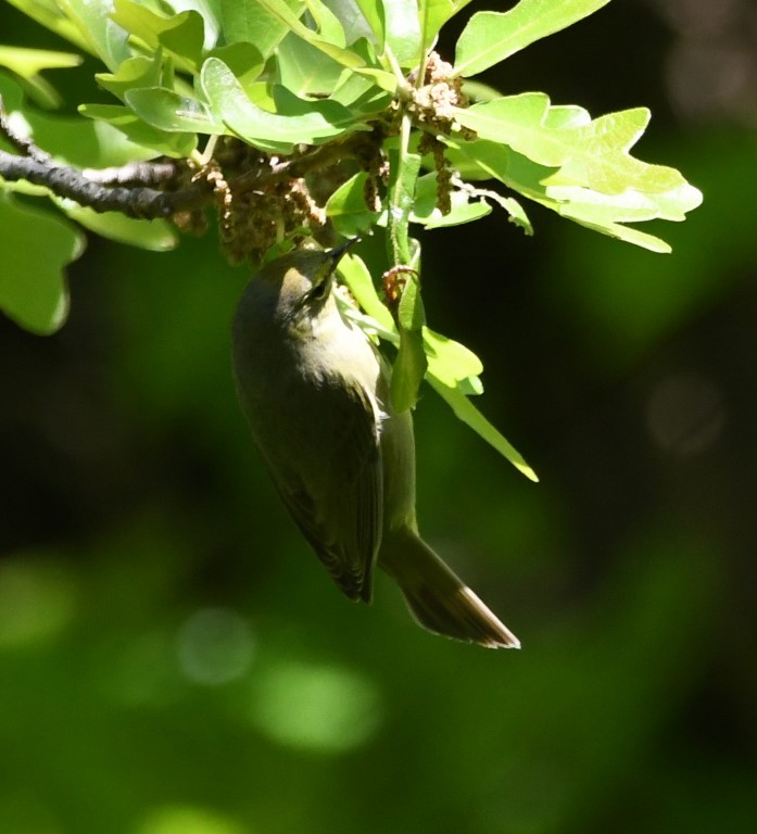 Orange-crowned Warbler - Steve Davis