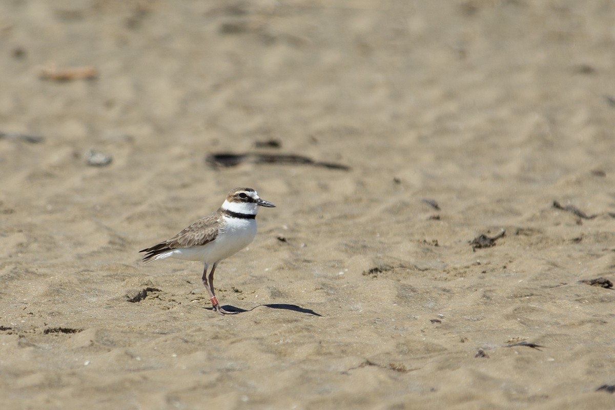 Wilson's Plover - ML153899631