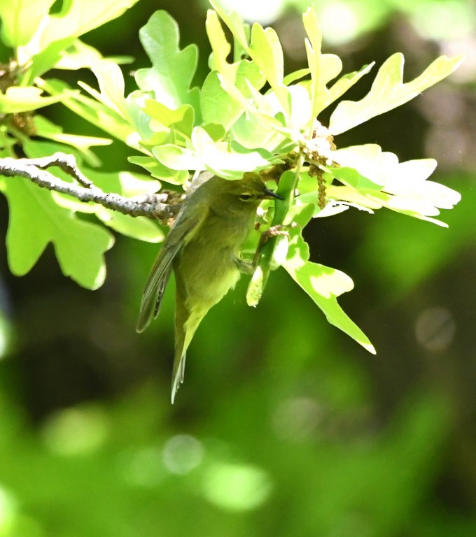 Orange-crowned Warbler - ML153899651