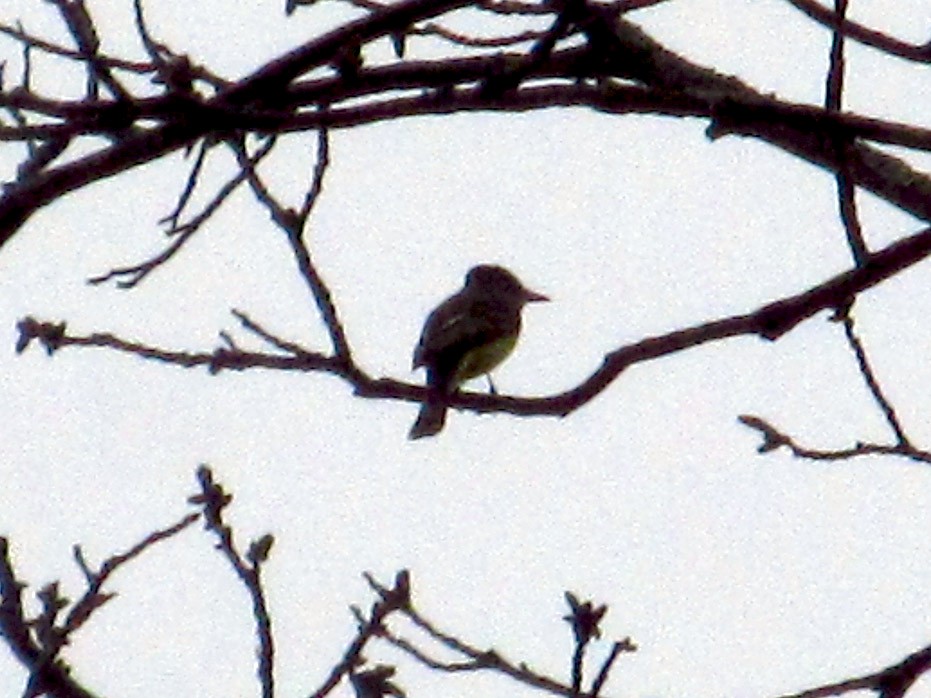 Great Crested Flycatcher - ML153900151