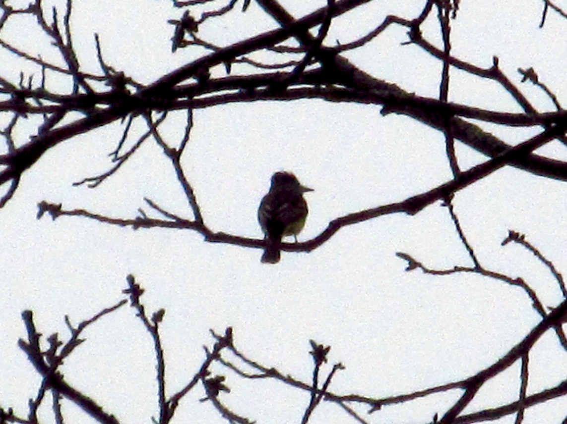 Great Crested Flycatcher - ML153900161