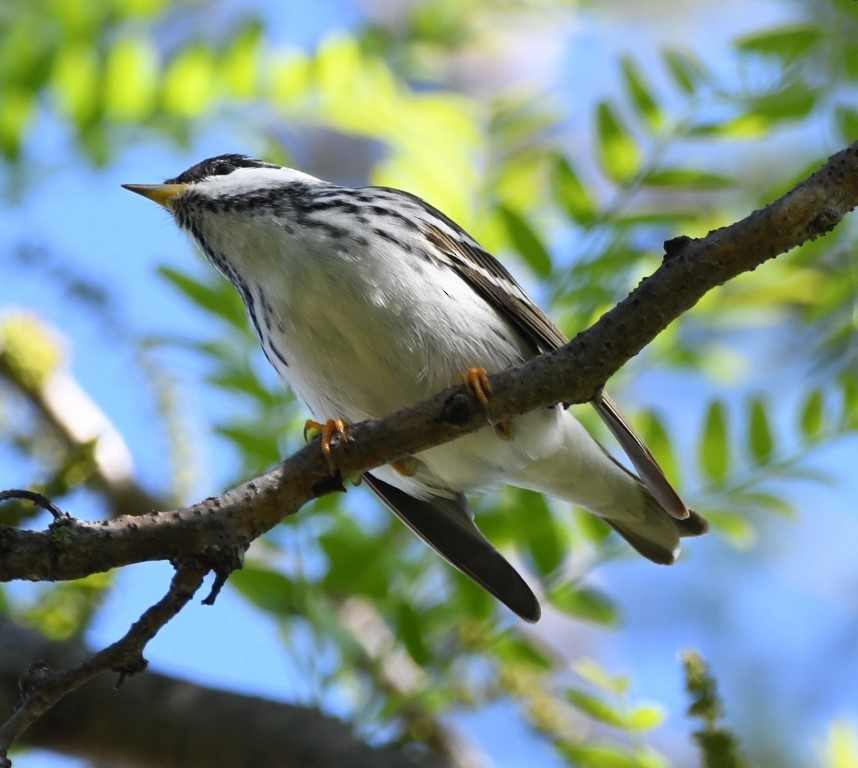 Blackpoll Warbler - ML153900191