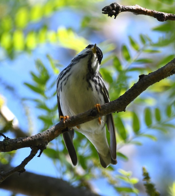 Blackpoll Warbler - ML153900251