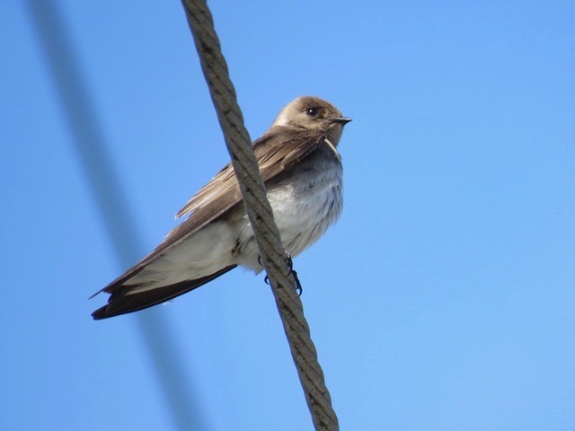 Hirondelle à ailes hérissées - ML153900611