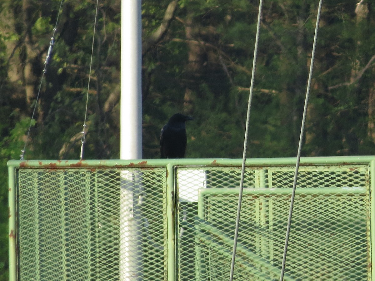 Common Raven - ML153900681