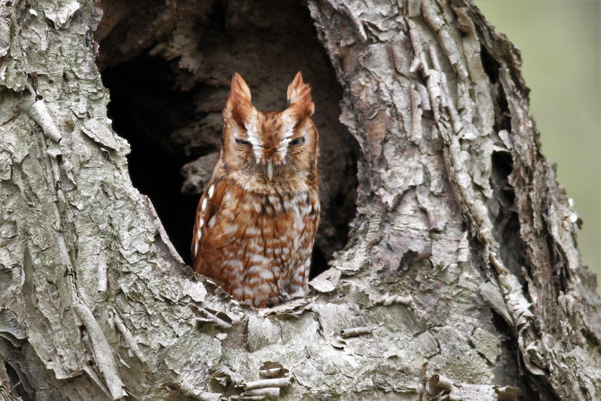 Eastern Screech-Owl - ML153902501