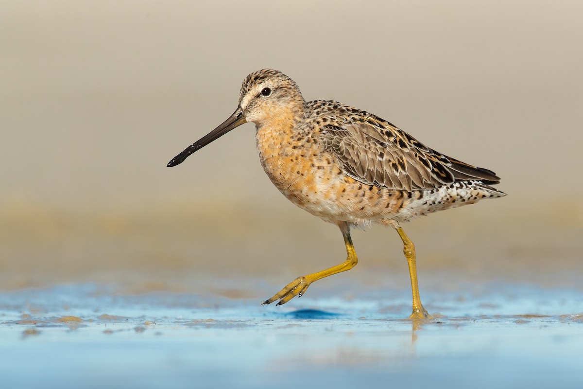 Short-billed Dowitcher - ML153902611