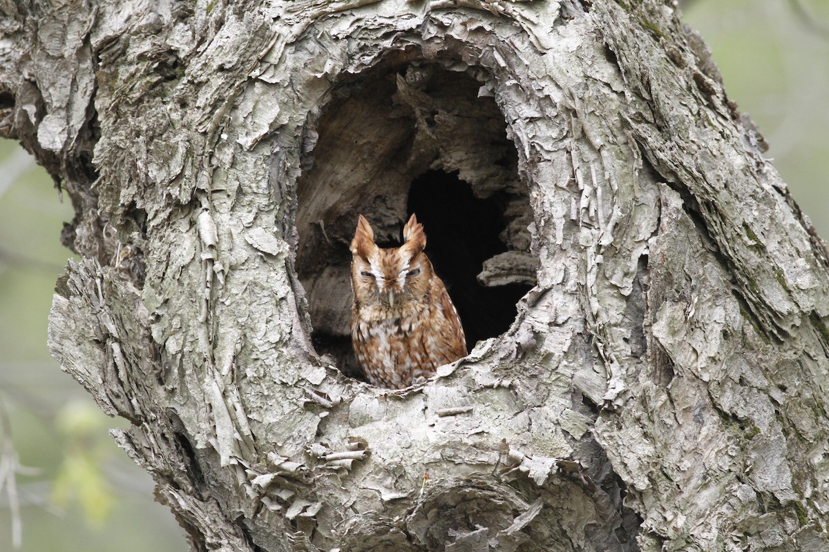 Eastern Screech-Owl - ML153902741