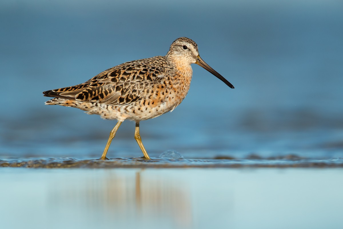 Short-billed Dowitcher - ML153902851