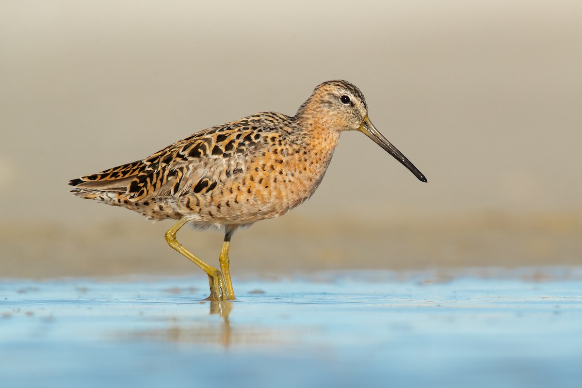 Short-billed Dowitcher - Dorian Anderson