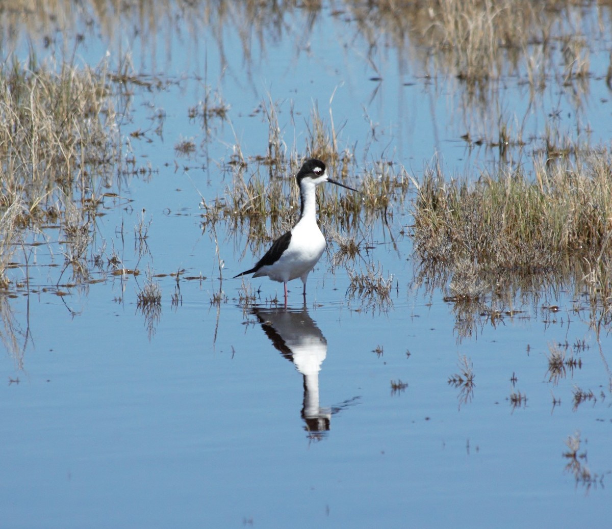 Black-necked Stilt - ML153903101