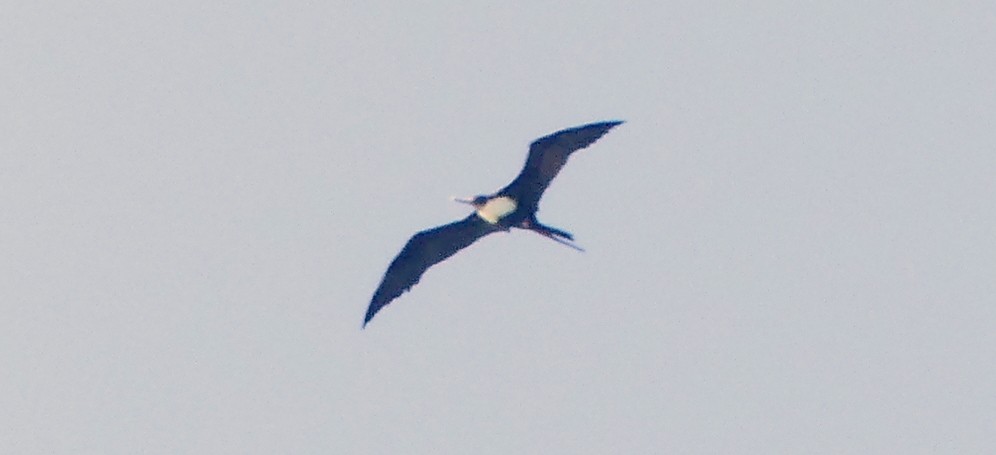 Great Frigatebird - ML153903111