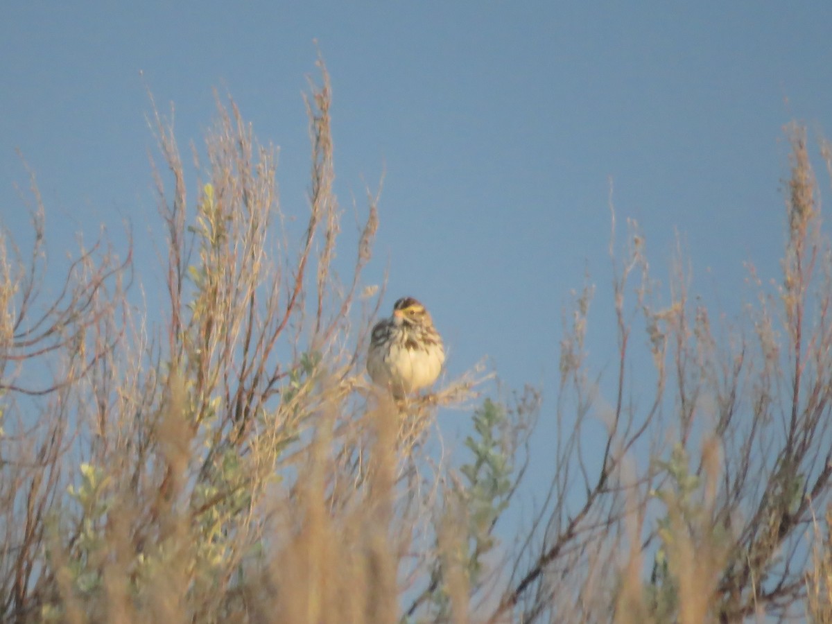 Savannah Sparrow - ML153903171