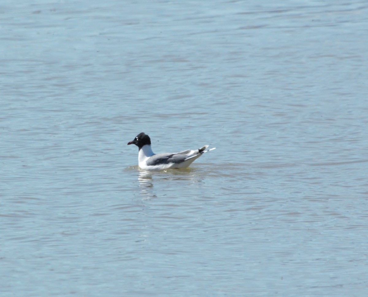 Franklin's Gull - ML153903191