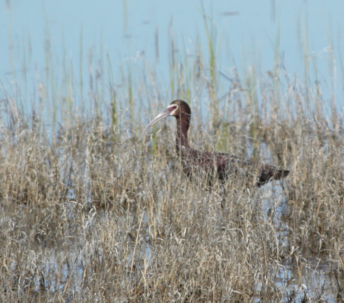 White-faced Ibis - Cory Ross