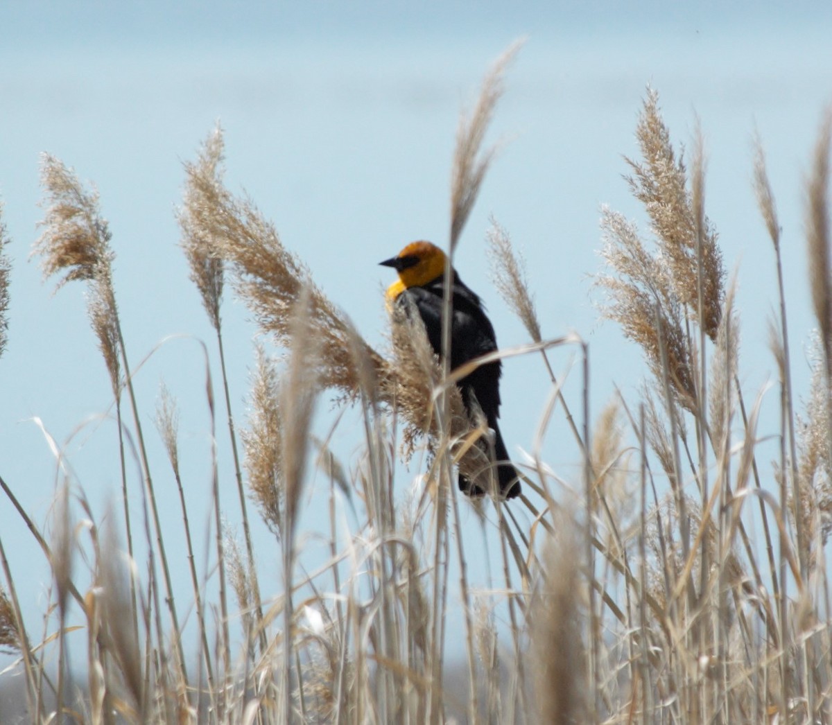 Yellow-headed Blackbird - ML153903451