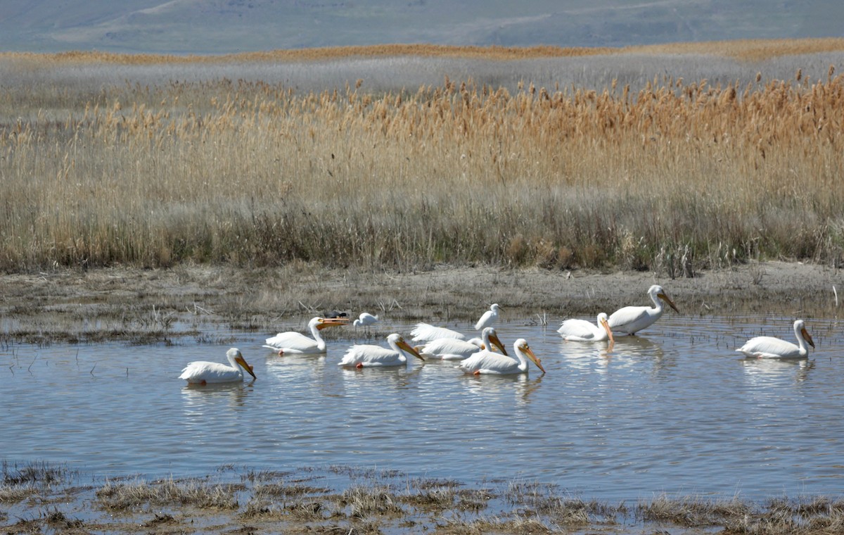 American White Pelican - ML153904041