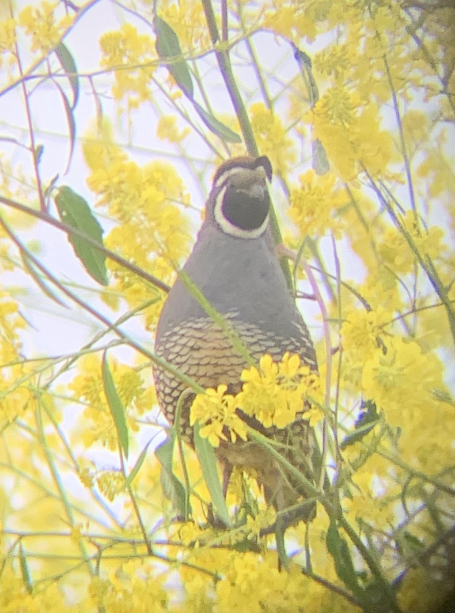 California Quail - ML153904151