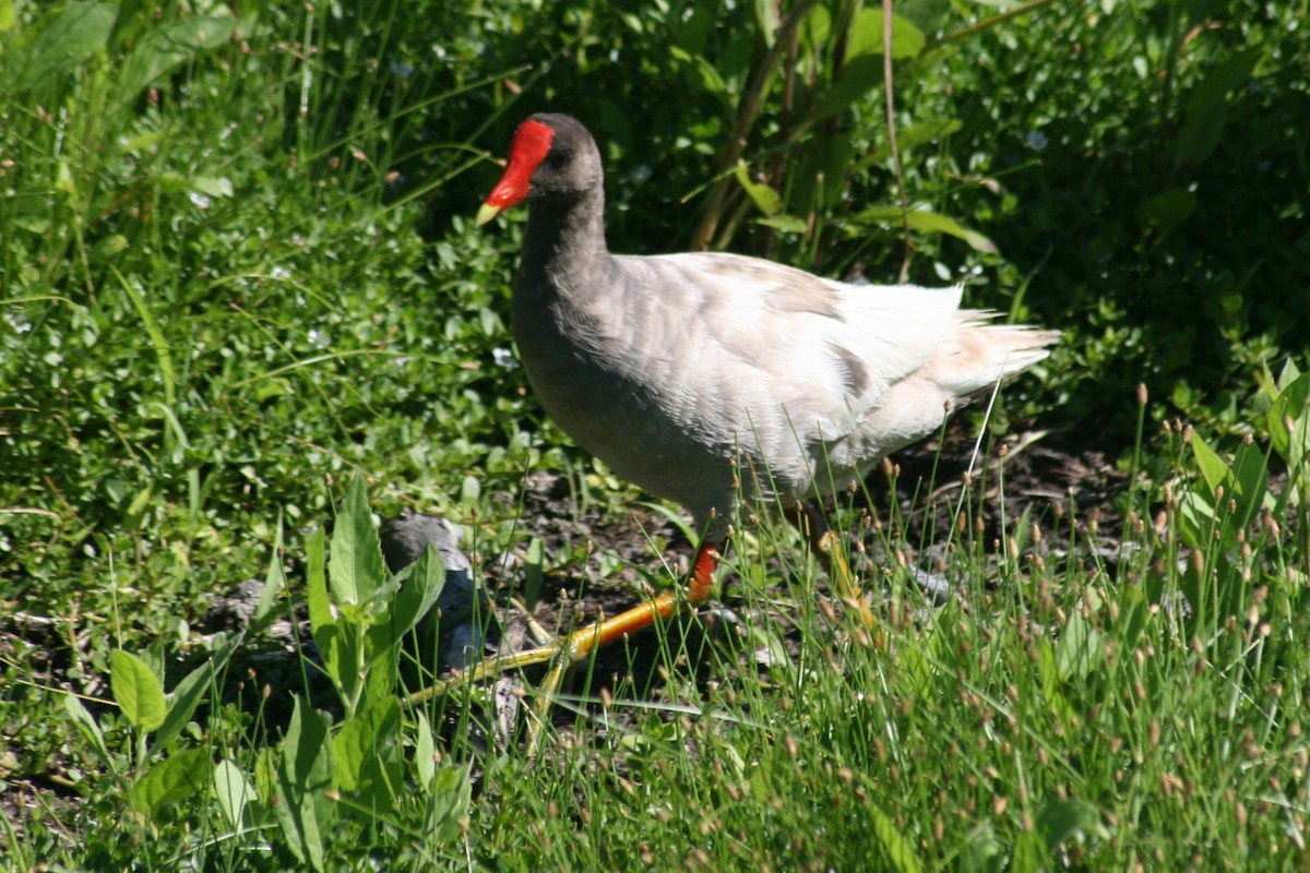 Common Gallinule - ML153904441