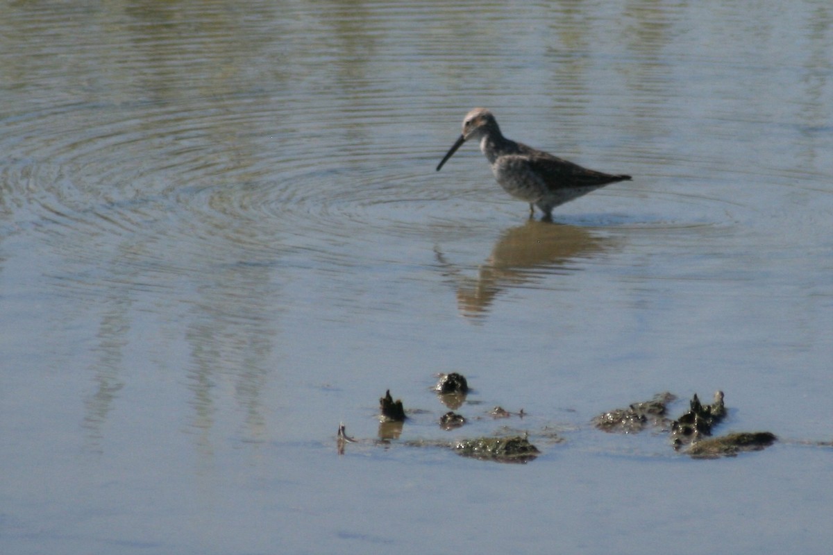 Stilt Sandpiper - ML153904591