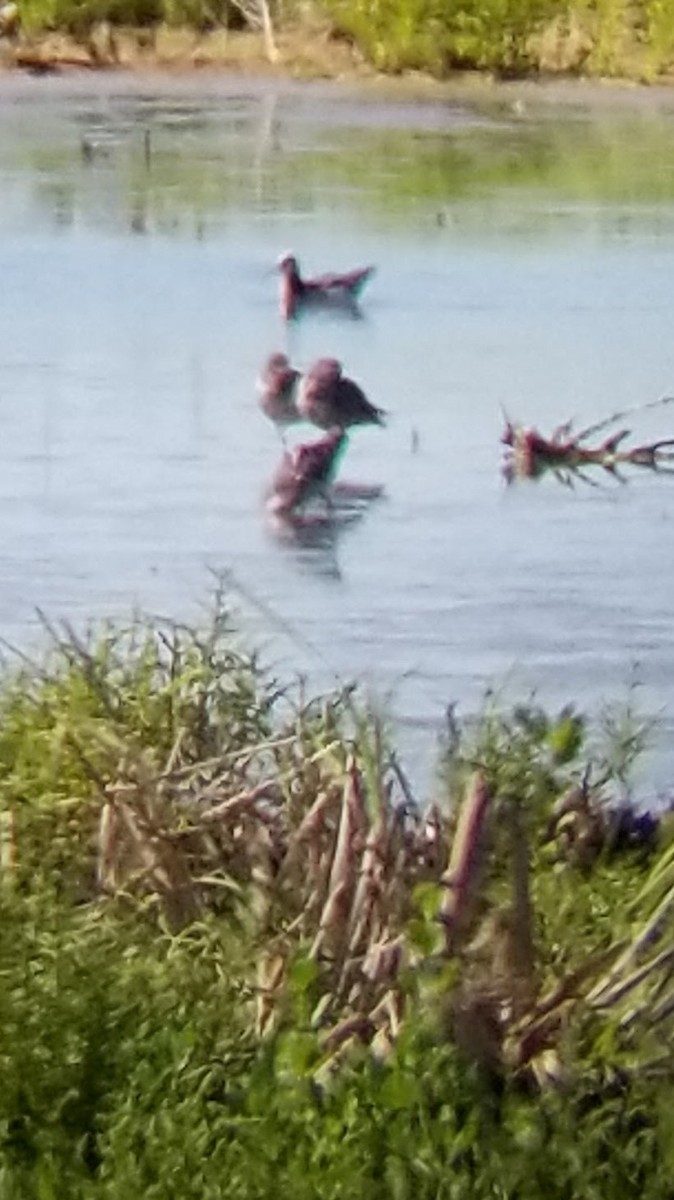 Wilson's Phalarope - ML153904611