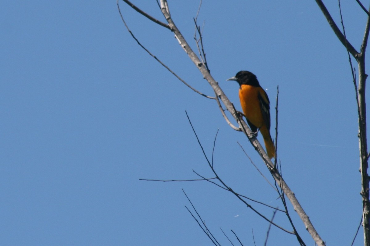 Baltimore Oriole - ML153904781