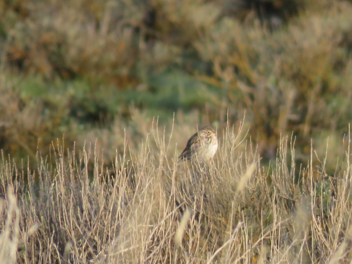 Vesper Sparrow - Curtis Mahon