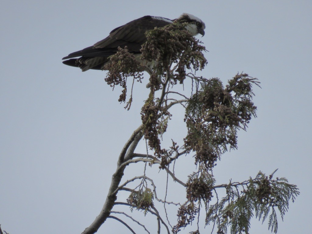 Águila Pescadora - ML153905971