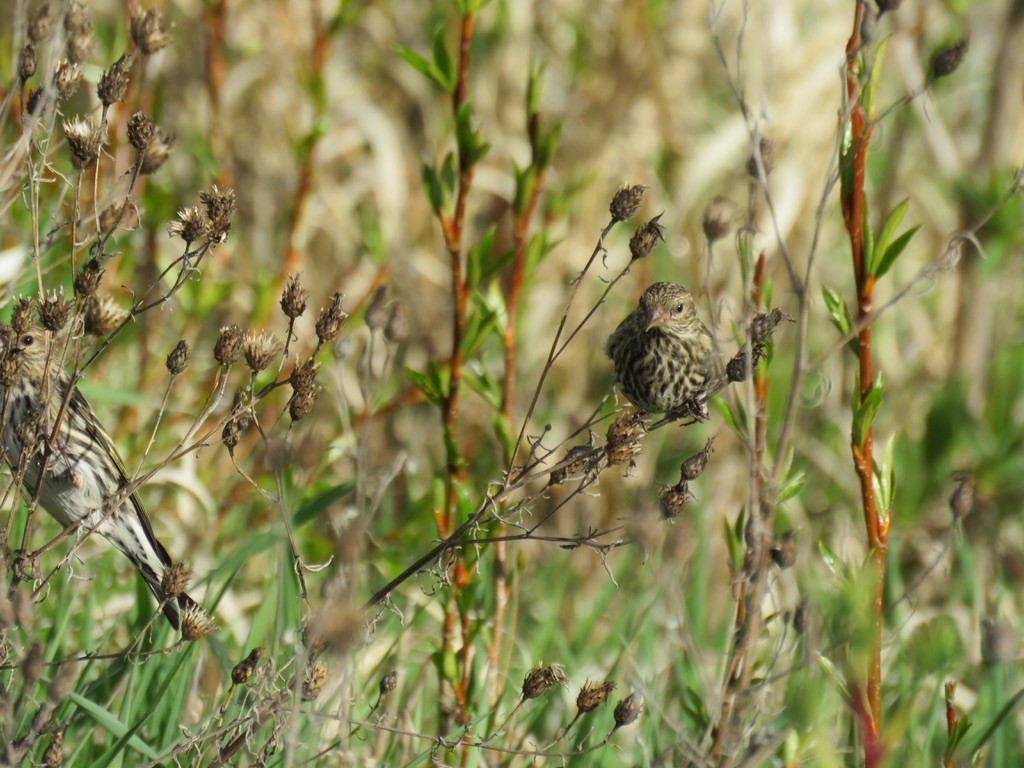 Pine Siskin - ML153906171