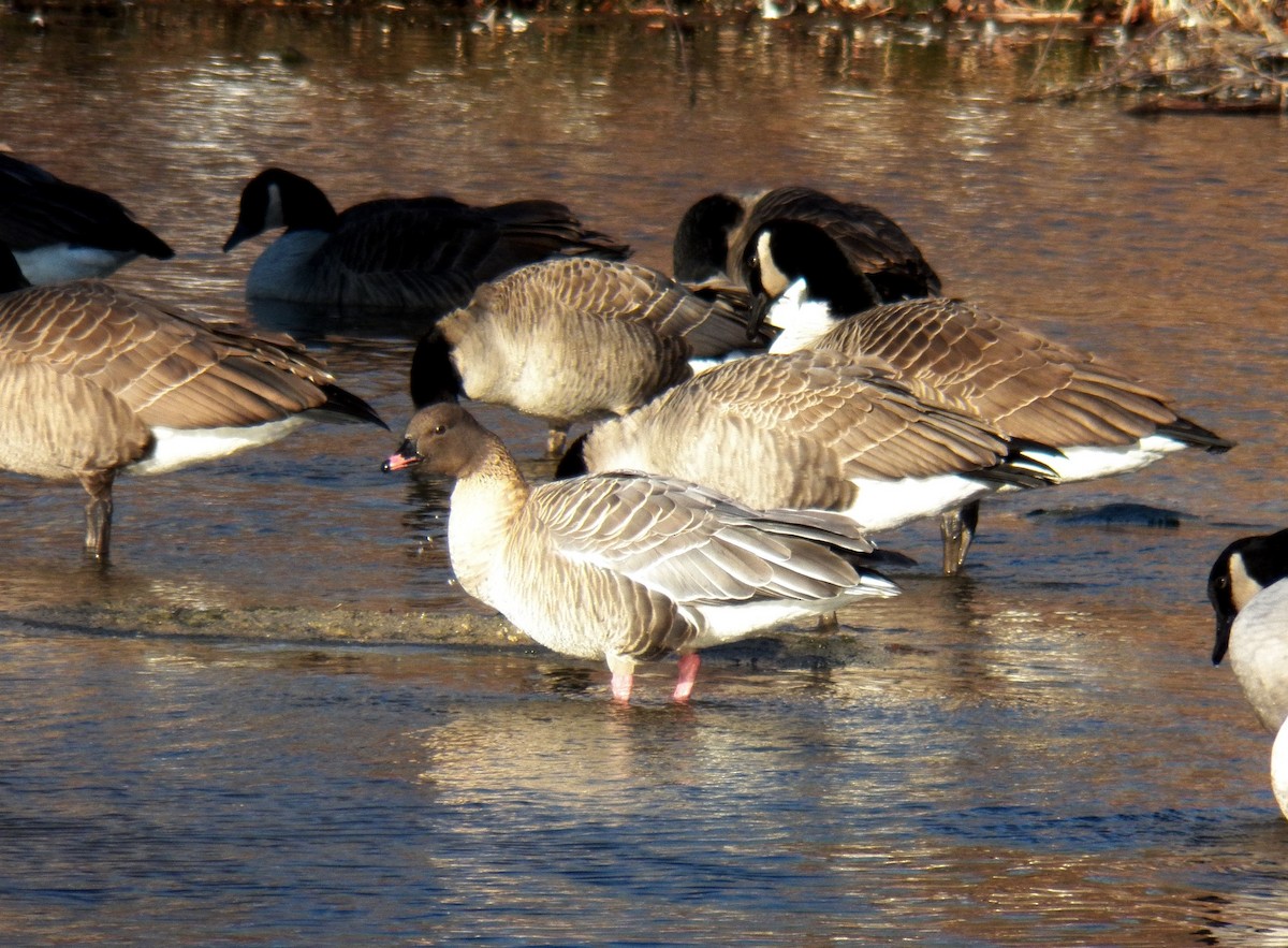 Pink-footed Goose - ML153906341