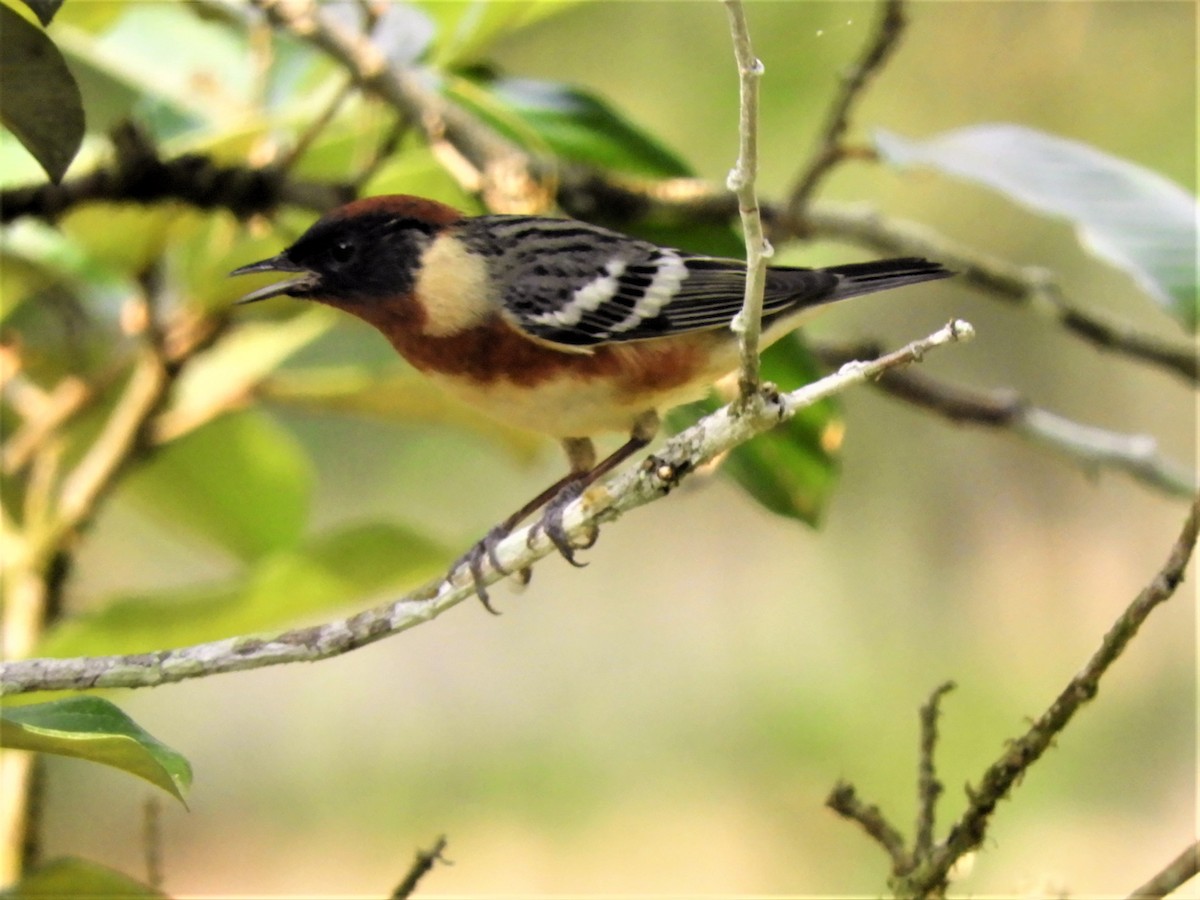 Bay-breasted Warbler - ML153907601