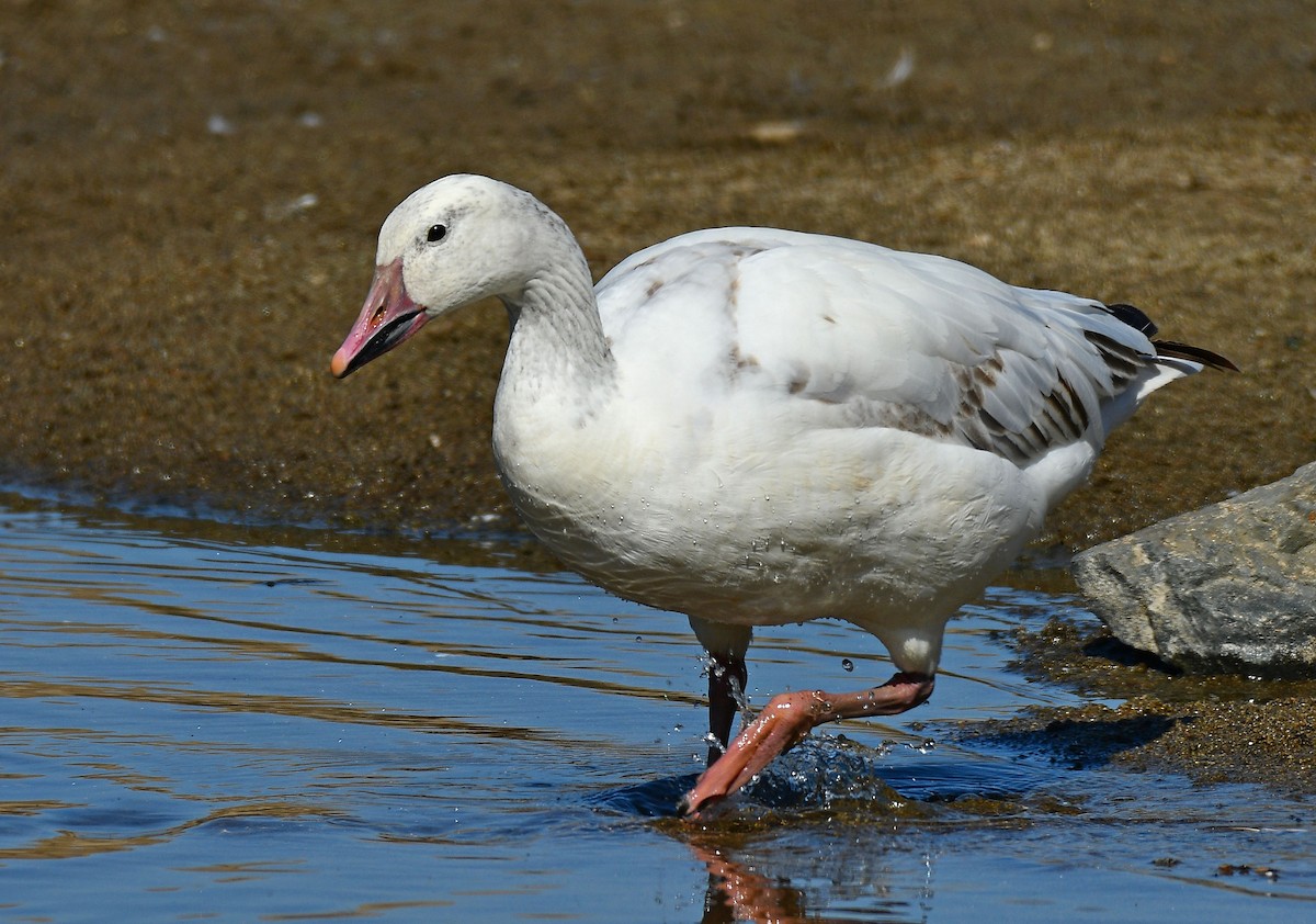 Snow Goose - Alison Davies