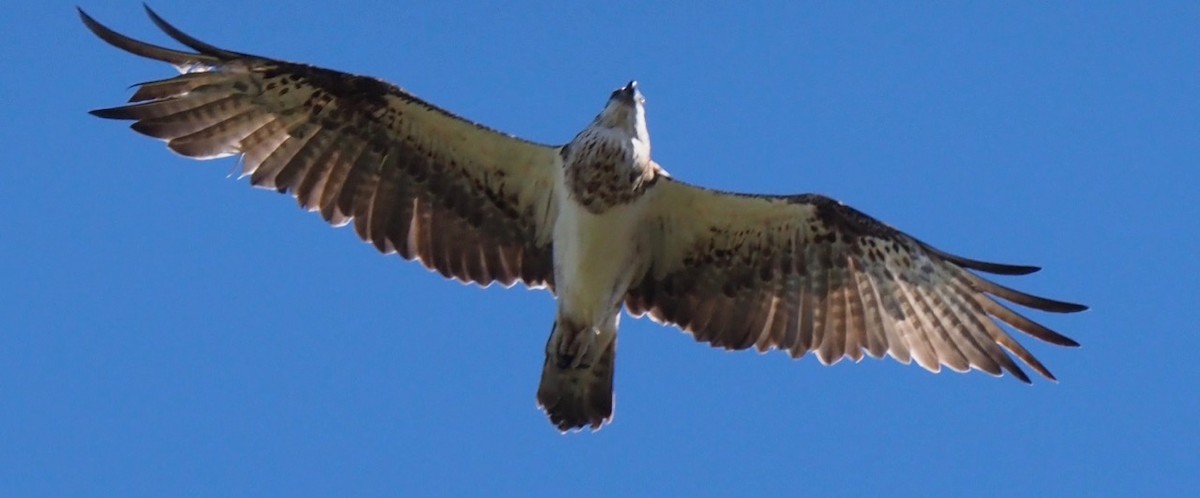 Águila Pescadora (Australia) - ML153909001