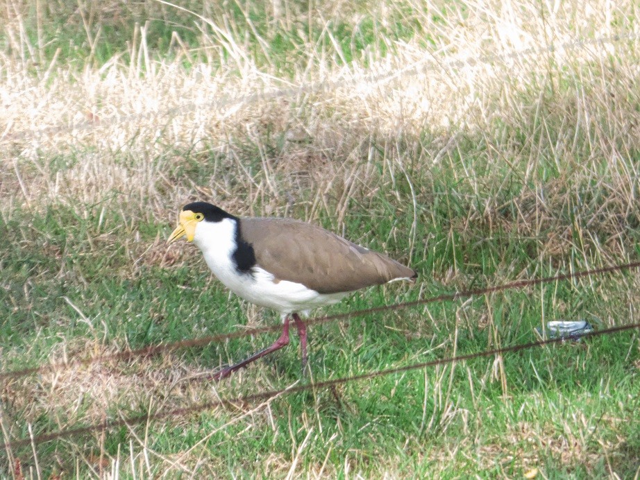 Masked Lapwing (Black-shouldered) - ML153909151