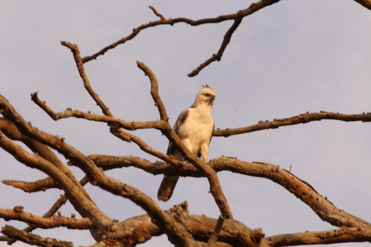 Indienhaubenadler [limnaeetus-Gruppe] - ML153909921