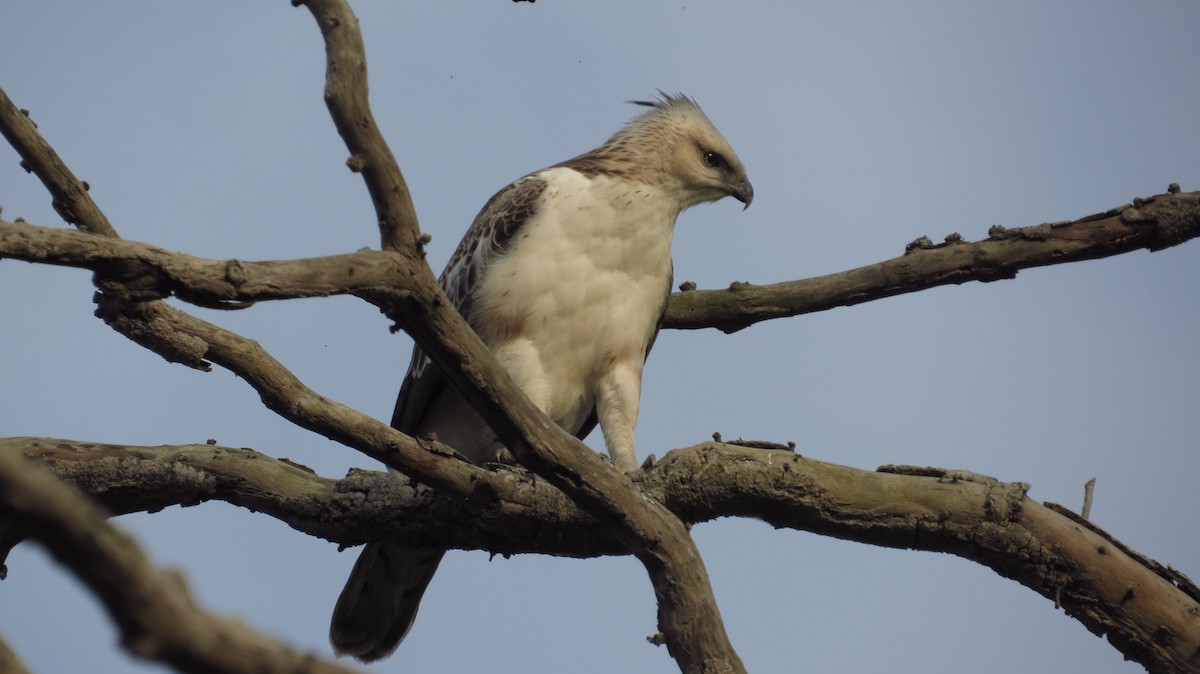 Орел-чубань індійський [група limnaeetus] - ML153909931