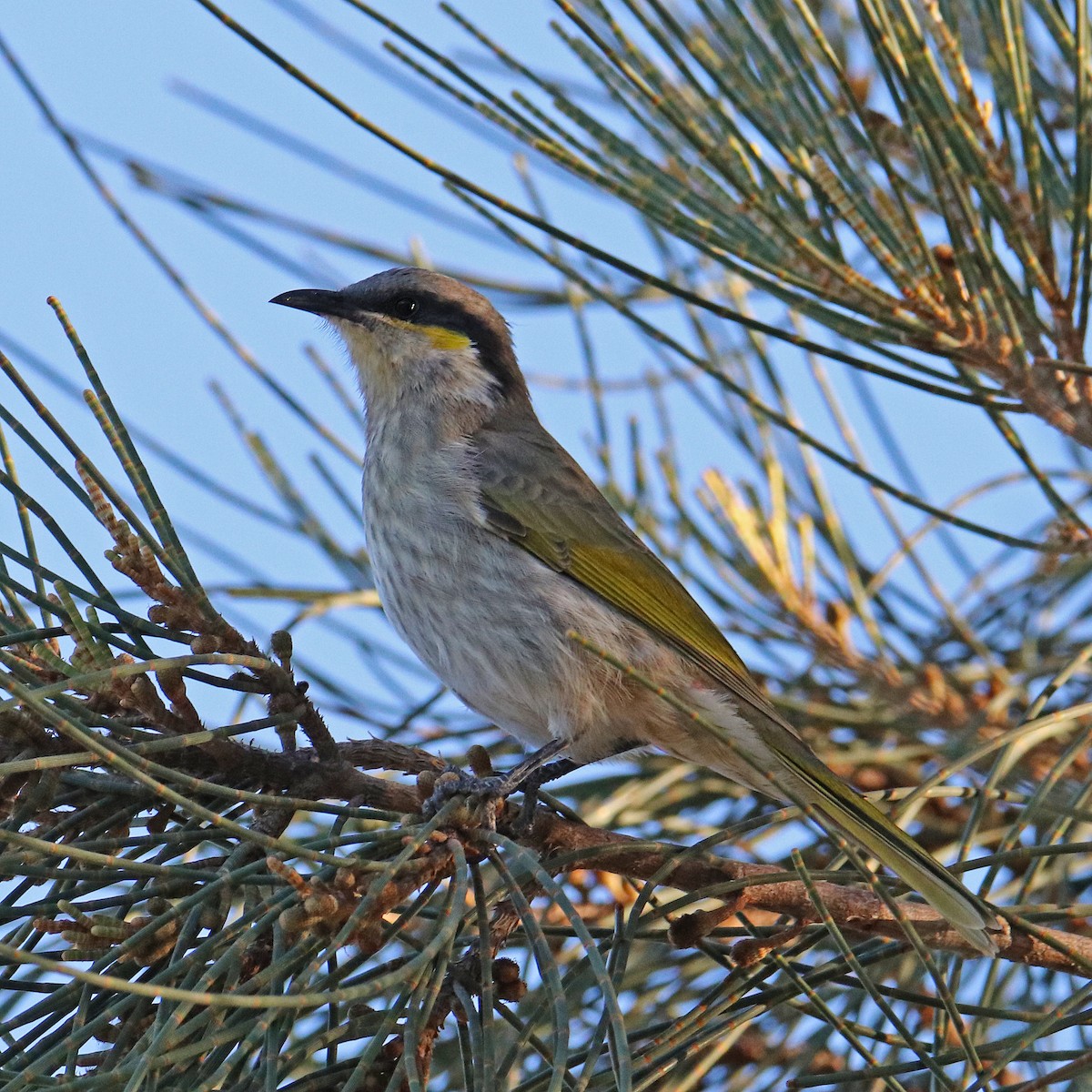 Singing Honeyeater - ML153910001