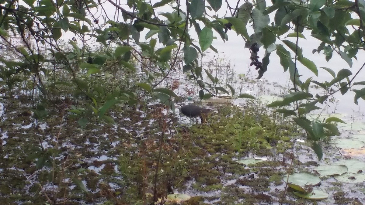 White-breasted Waterhen - ML153910071