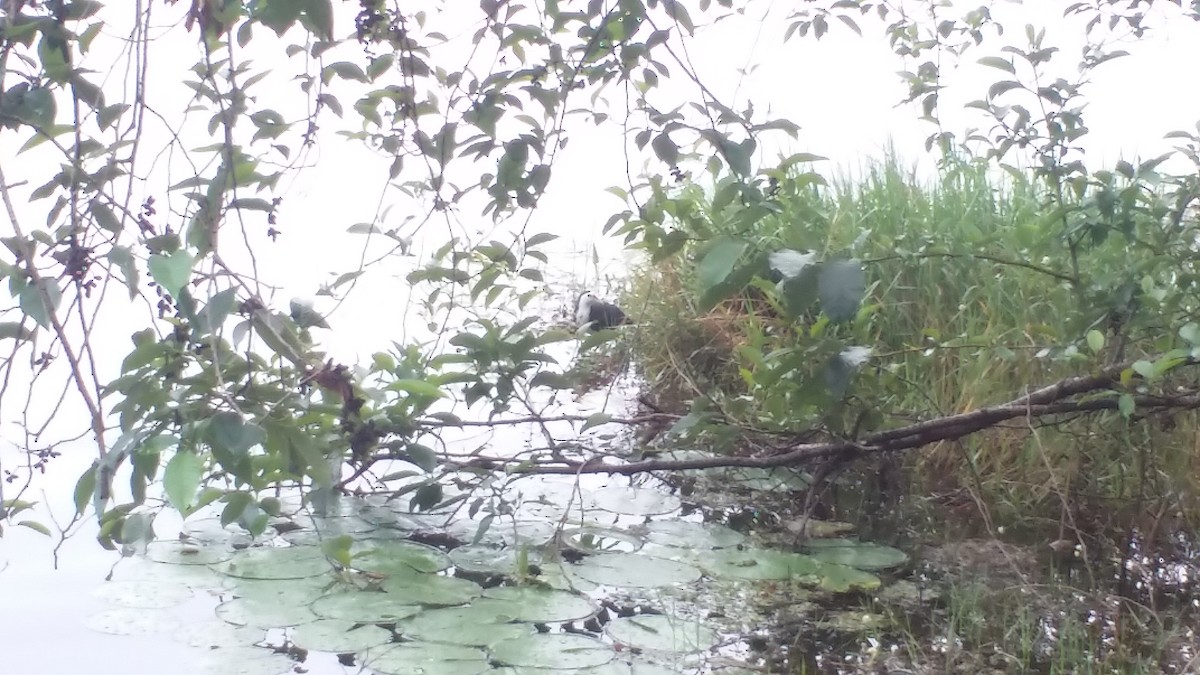 White-breasted Waterhen - ML153910091