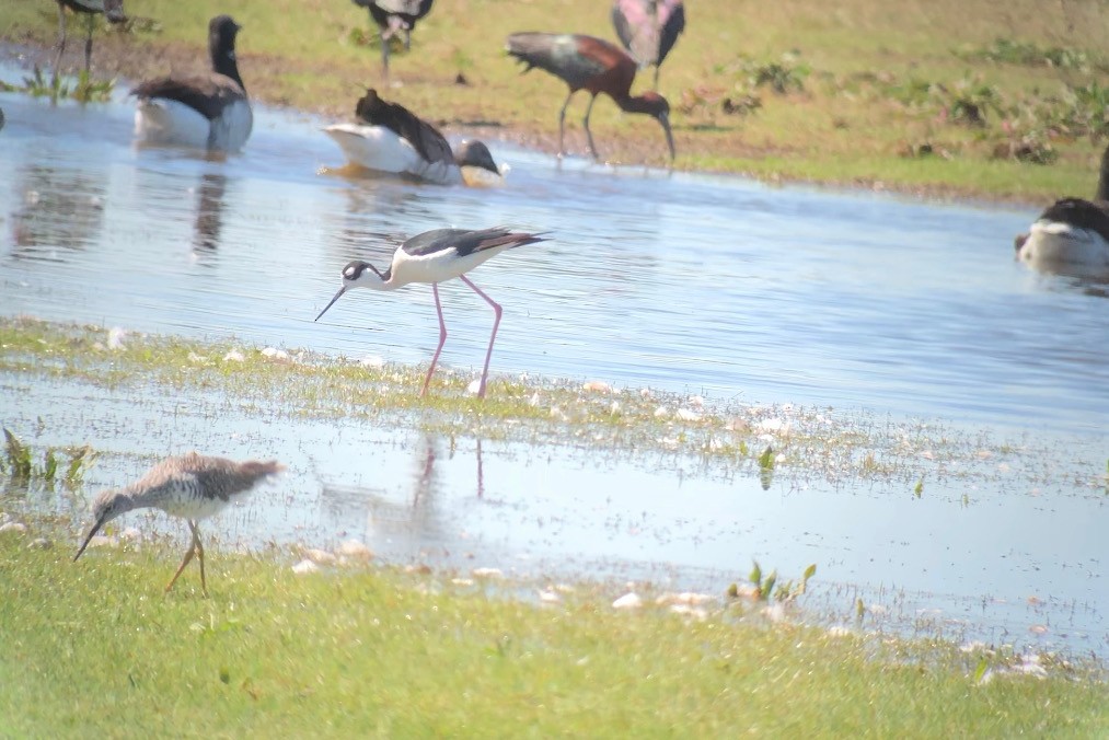 Black-necked Stilt - ML153910191