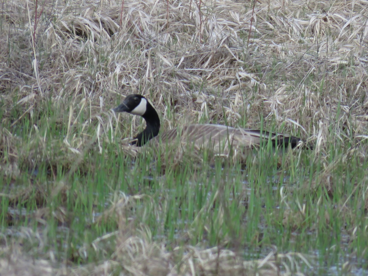 Canada Goose - ML153910211