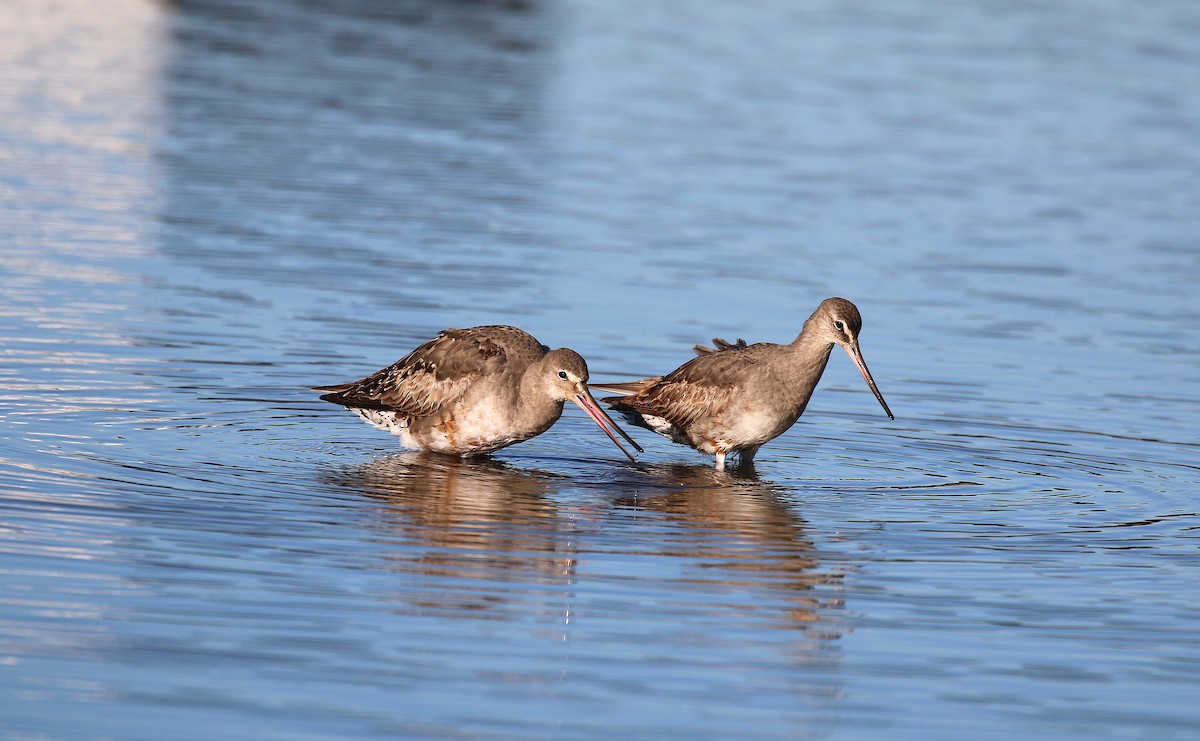 Hudsonian Godwit - ML153910261