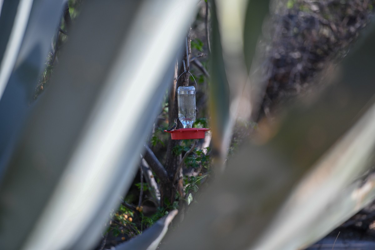 Lucifer Hummingbird - ML153910381