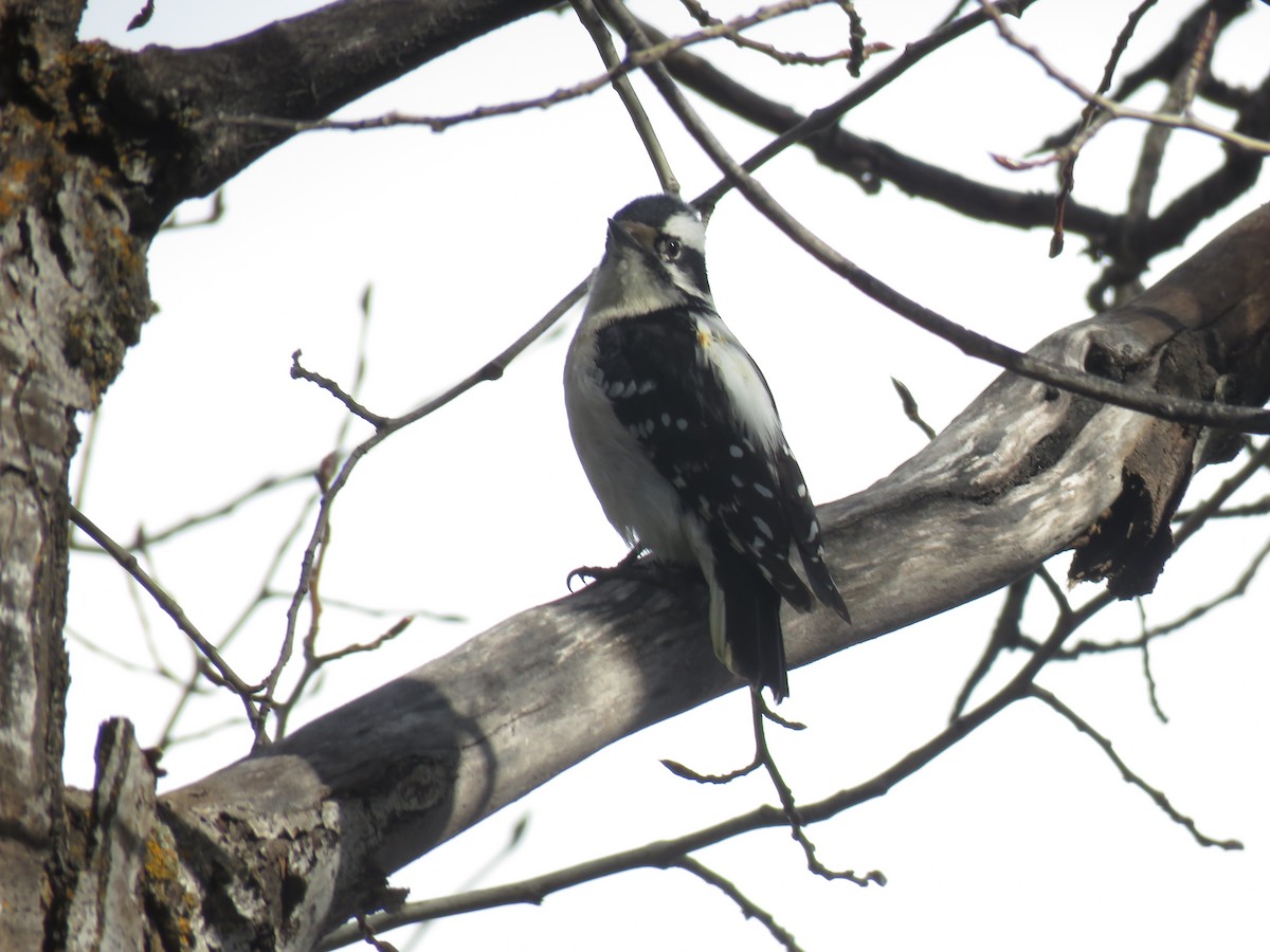 Downy Woodpecker - ML153910411