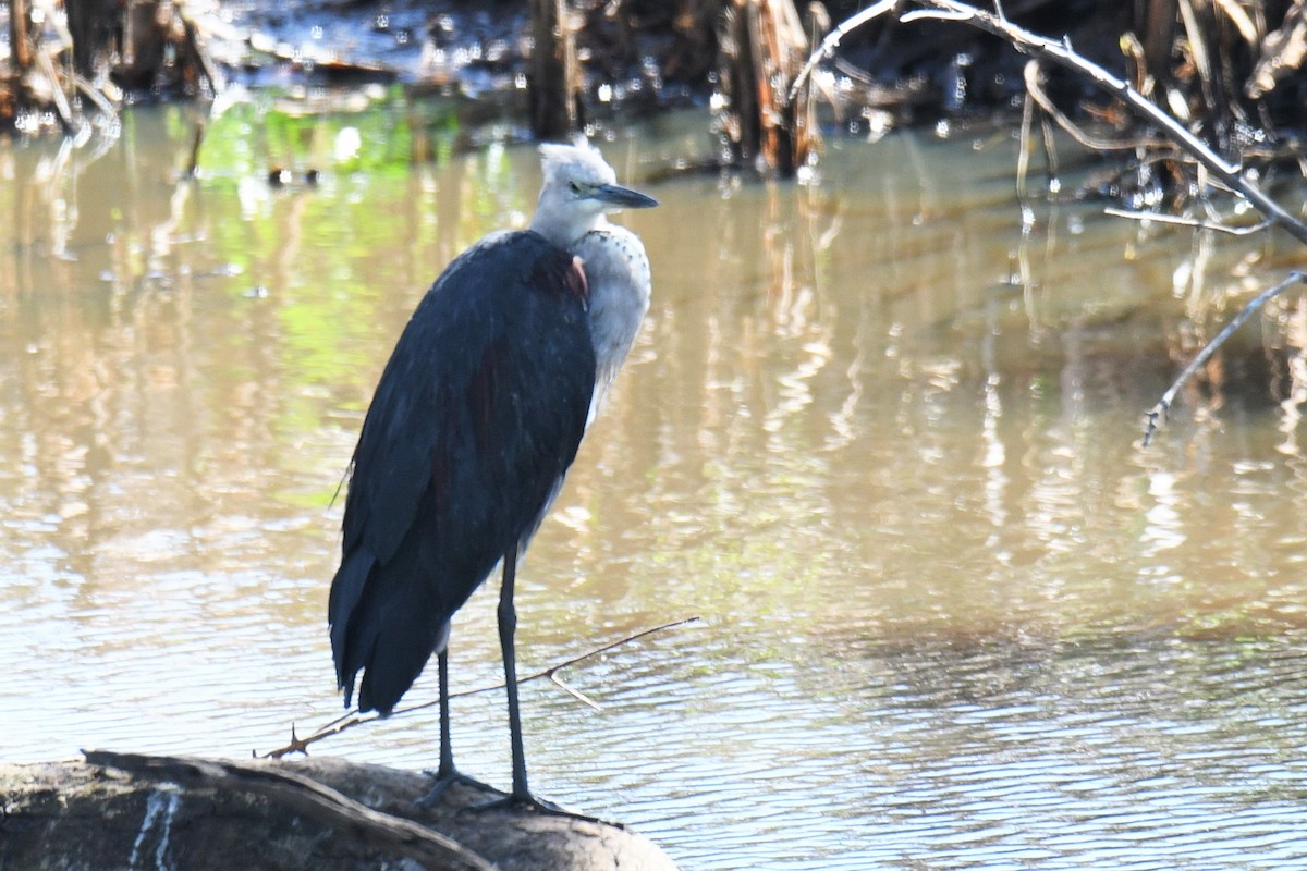 Garza Cuelliblanca - ML153910801